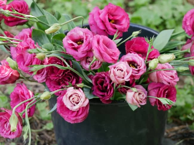 21 lisianto cor de rosa Freshcutky