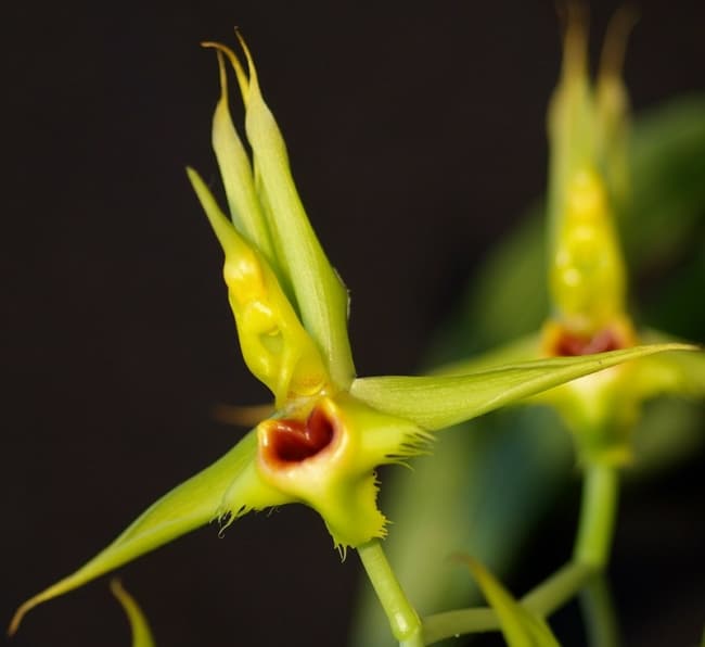 21 tipo de orquidea catasetum oscalatum Pinterest