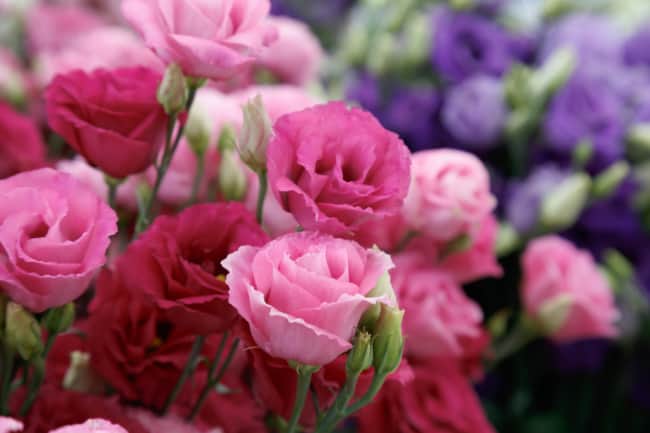 22 cores de flores de lisianto Sakata Ornamentals