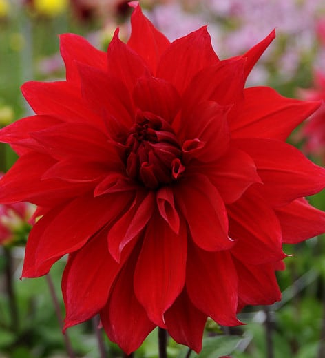 22 flor vermelha de dalia Gardenia