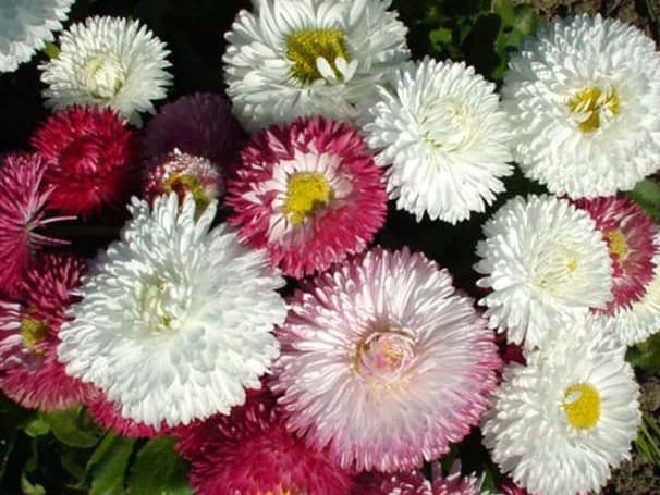22 flores de bobina Chiltern Seeds