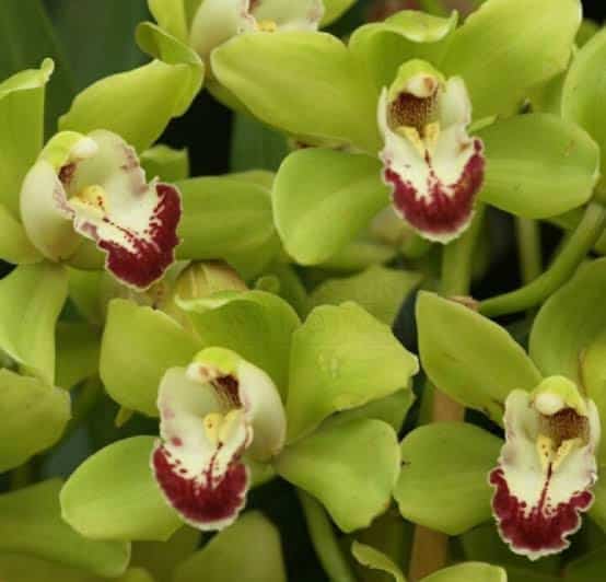22 flores de orquidea verde Orquideas Dos Frades