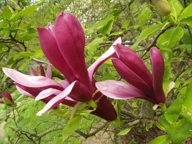 22 magnolia flores Wikipedia