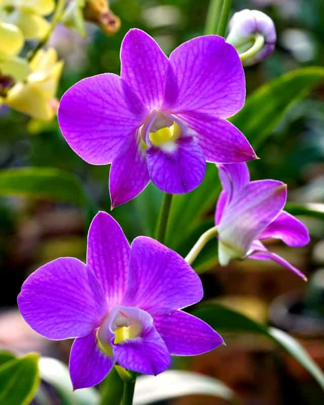 22 orquidea roxa Dendrobium Pixabay