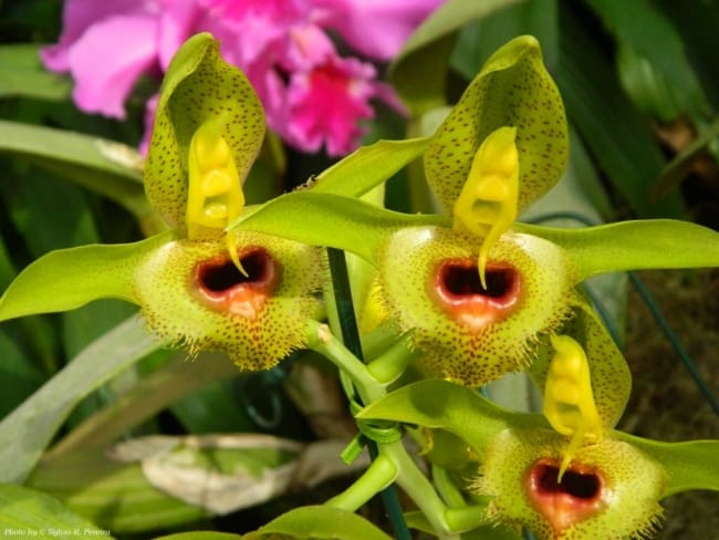 22 tipo de orquidea Catasetum Flickr Sylvio R Pereira