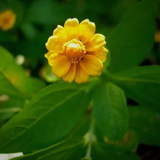 23 flor amarela HomeIT