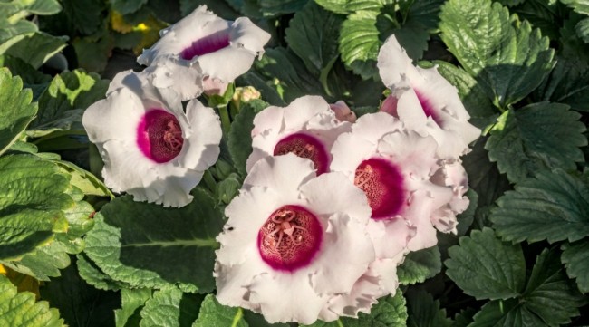 23 gloxinia branca e rosa All About Gardening