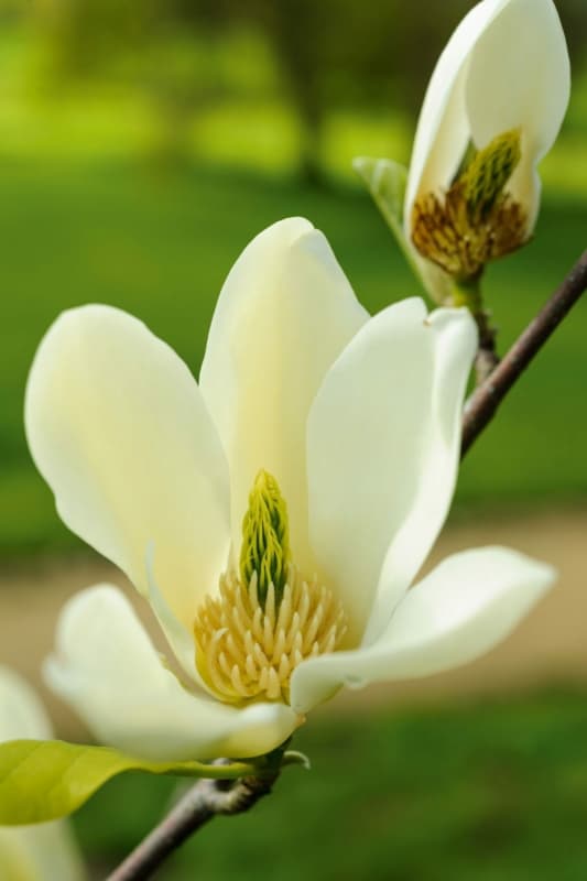23 magnolia Gardens Illustrated