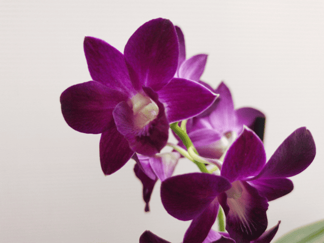 23 orquidea Denphal roxo escuro tropical orchids Portugal