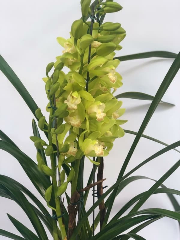 23 orquidea com flores verdes Internacional Flores