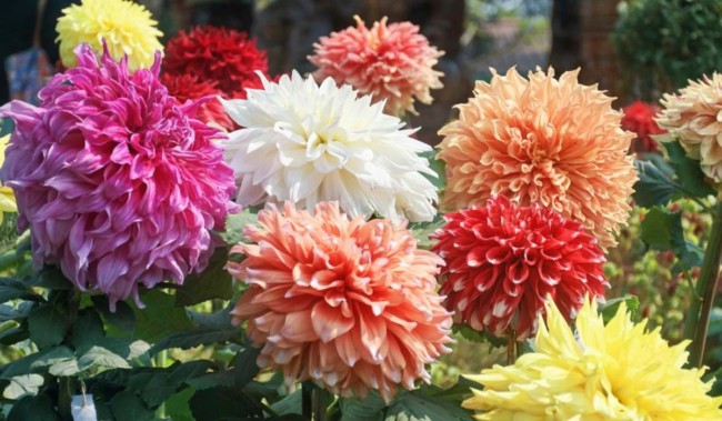 24 flores coloridas de dalia Housing