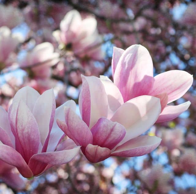 24 flores delicadas de magnolia Pinterest