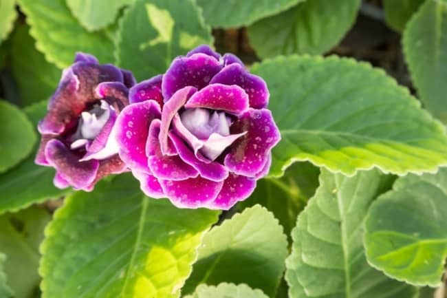 24 flores roxas de gloxinia Gardening Know How
