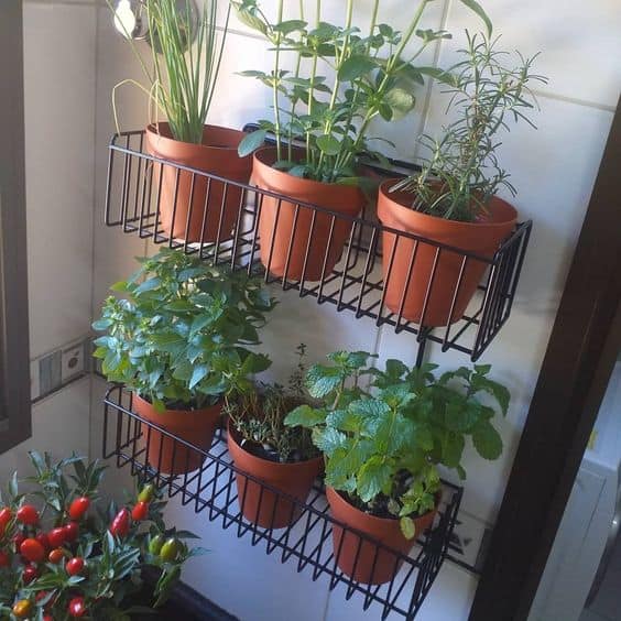 24 horta em vasos para apartamento Pinterest