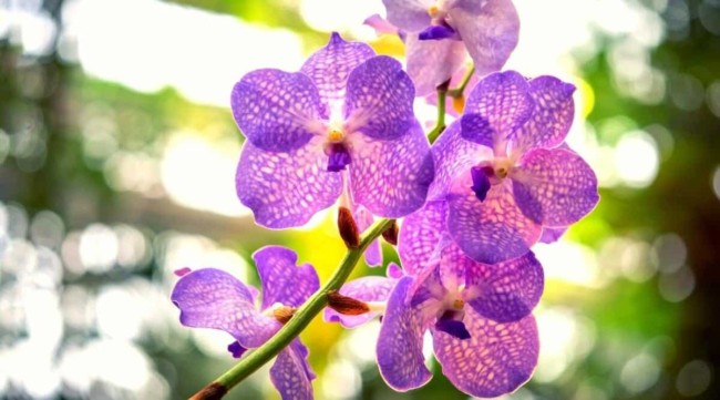 24 orquidea delicada e roxa All About Gardening