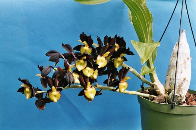 25 como plantar orquidea Catasetum Oak Hill Gardens