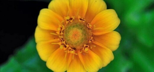 25 flor pequena e amarela PlantaSonya