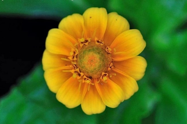 25 flor pequena e amarela PlantaSonya