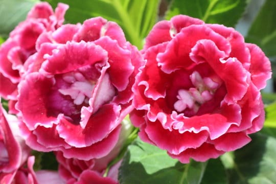 25 flores gloxinia Adobe Stock