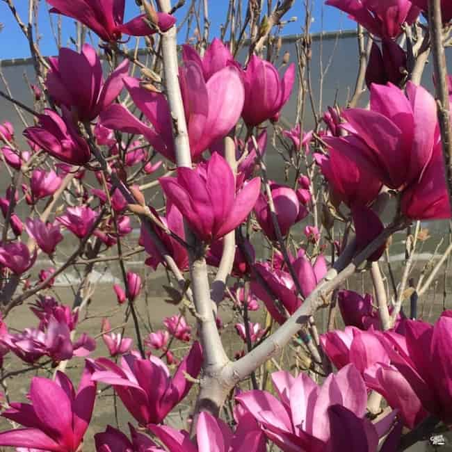 25 flores roxa de magnolia Green Acres