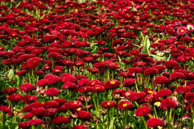 25 flores vermelhas de bobina Gardeners Path