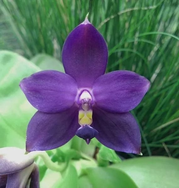 25 orquidea phalaenopsis roxa actabotanica