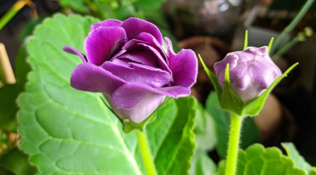 26 gloxinia All About Gardening