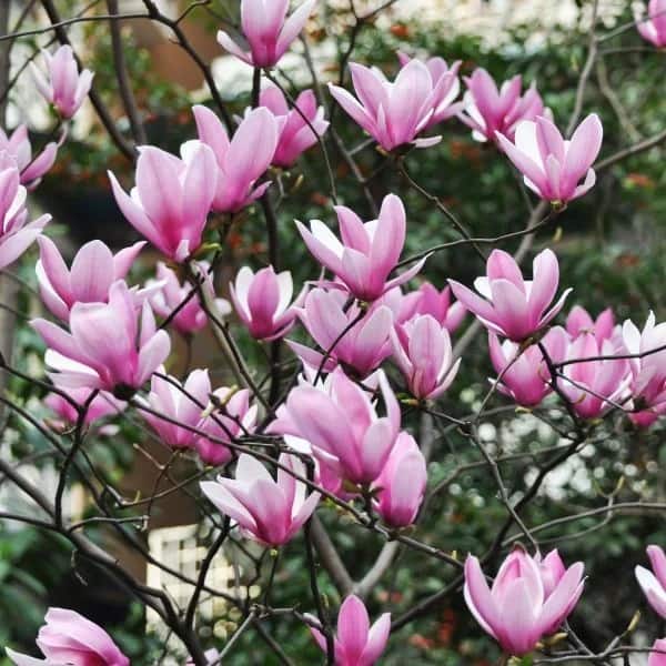 26 magnolia rosa Dancruz Plantas
