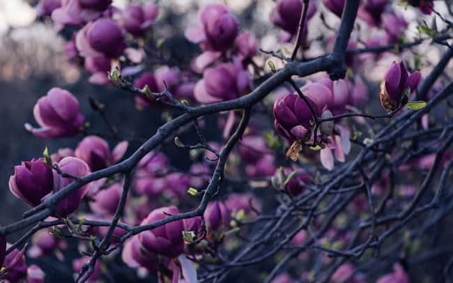 27 flor de magnolia roxa Peakpx