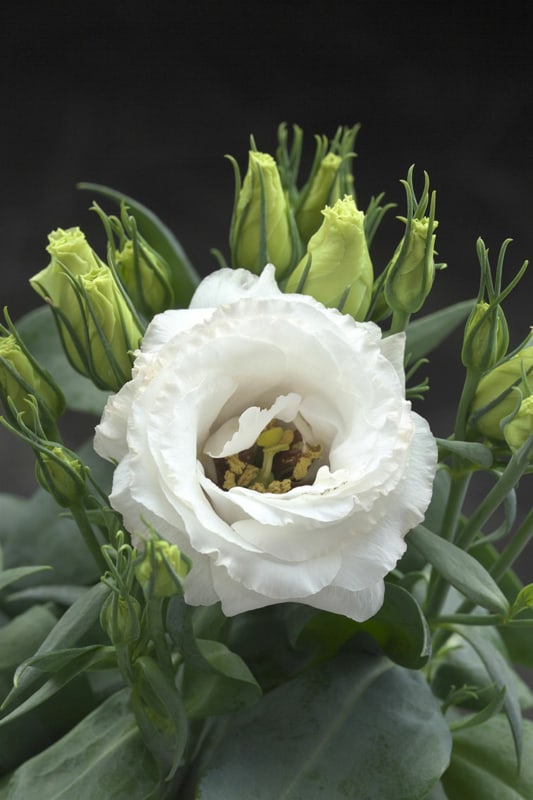 28 flor branca de lisianto Egmont Seeds