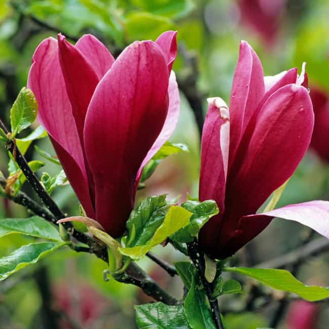 28 flor de magnolia Express Garden Shop