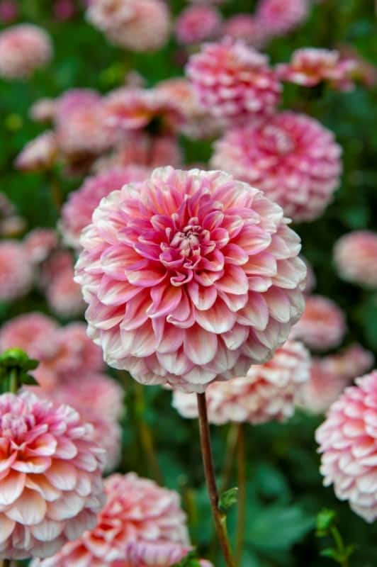 28 flor rosa e delicada Garden Therapy