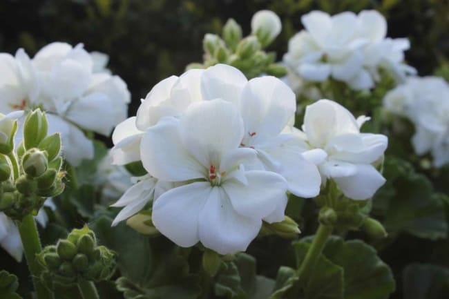 29 flores brancas de geranio GardenTabs