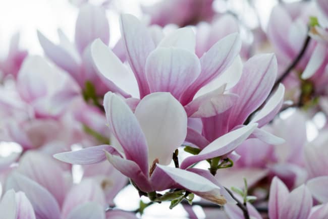 29 flores de magnolia Meadow View Growers