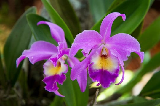 29 orquidea lilas Cattleya Adobe Stock