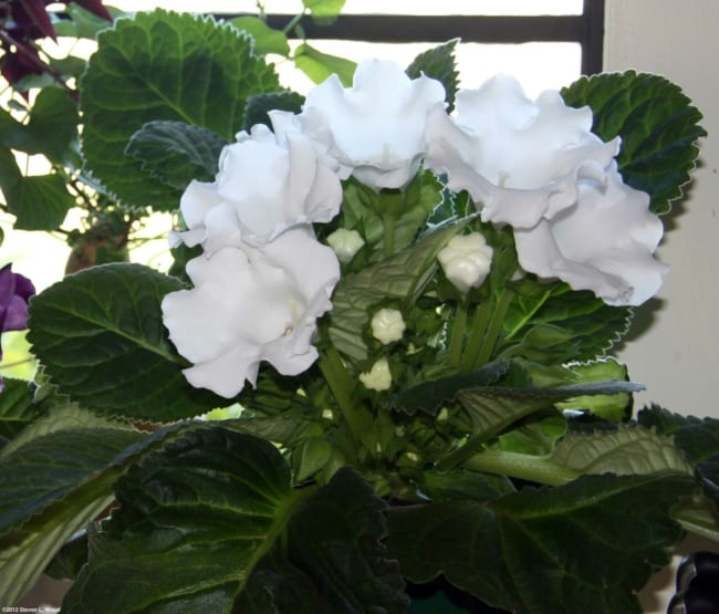 3 flor branca de gloxinia Senior Gardening