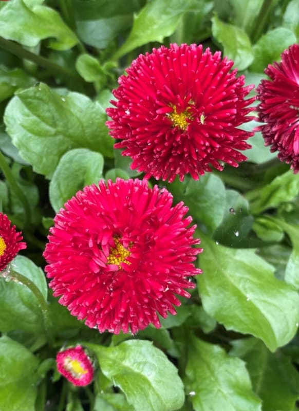 3 flor vermelha de bobina Chiltern Seeds
