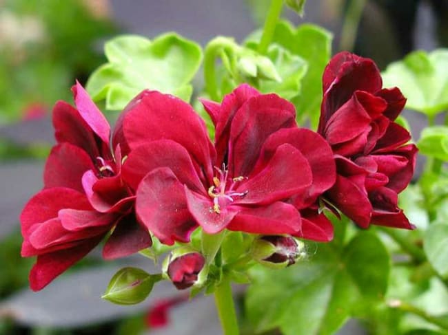 3 flores de geranio pendente Gardenia