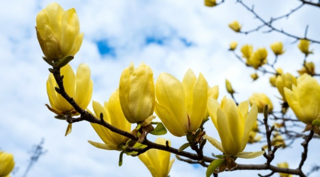3 magnolia amarela All About Gardening