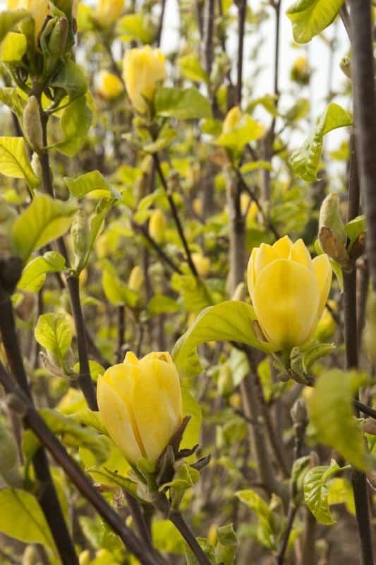 30 flor amarela de magnolia Monrovia