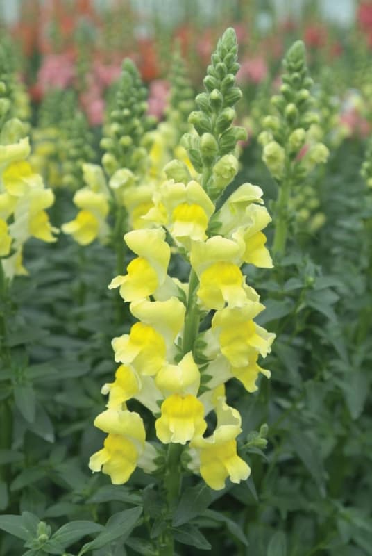 30 flores amarelas de boca de leao Muller Seeds