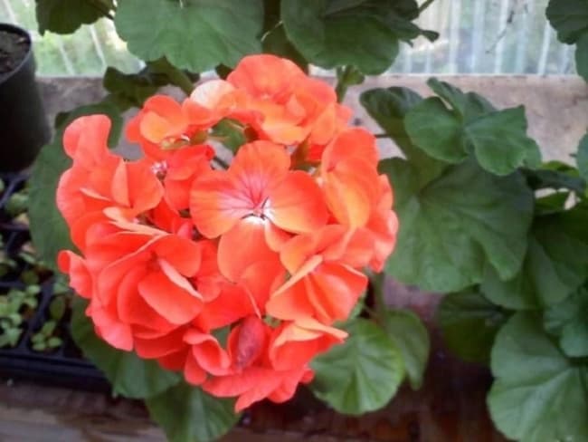 30 geranio com flores laranja Pinterest