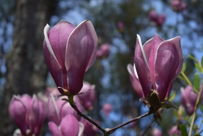 32 flor de magnolia Nurseries Caroliniana