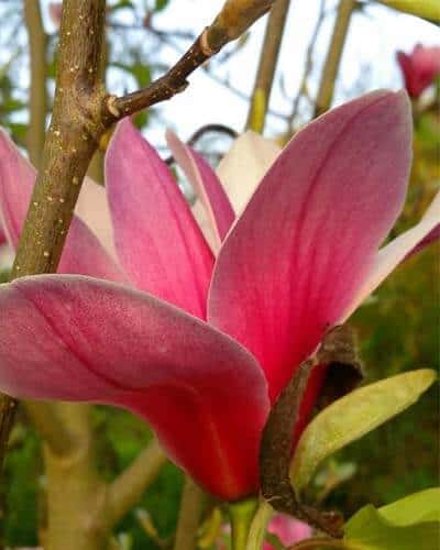 33 magnolia cor de rosa World of Garden Plants