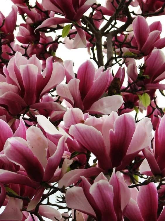 34 flores de magnolia Housing