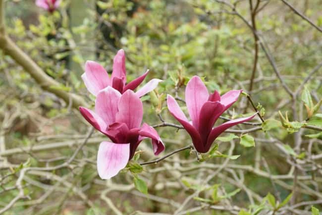35 flor de magnolia Gardenia