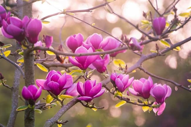 36 arvore com flores de magnolia RHS