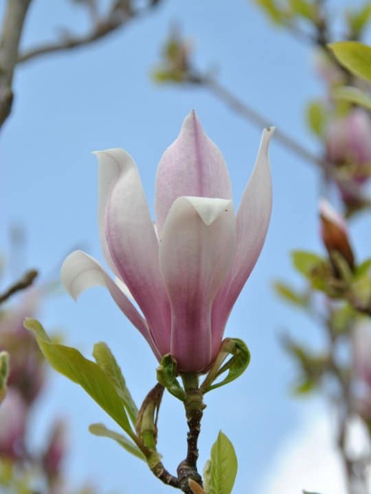 37 magnolia branca e rosa Van den Berk Nurseries
