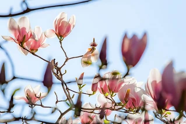 38 flores delicadas de magnolia San Francisco Botanical Garden