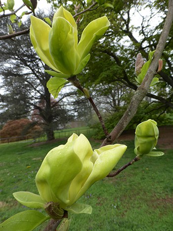 39 flores de magnolia Scot Arboretum